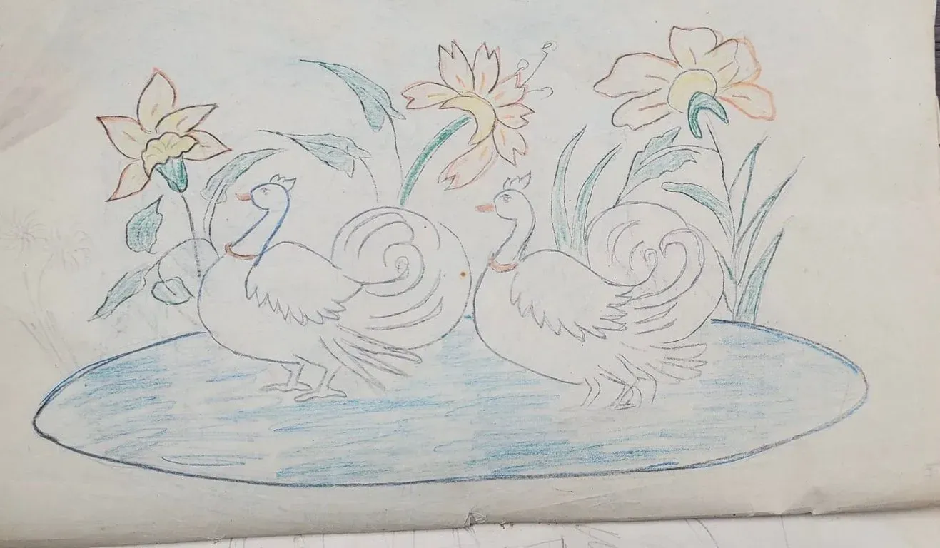 Pencil sketch of two swans on water with lilies